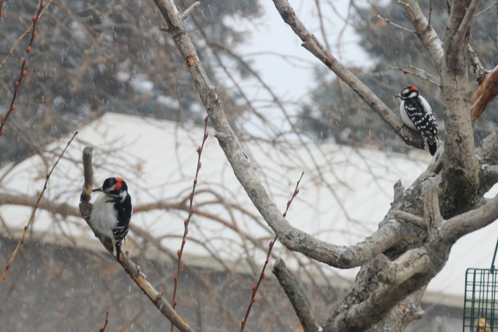 Hairy Woodpecker visits Cousin Downy by bjchipman