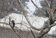 13th Jan 2017 - Hairy Woodpecker visits Cousin Downy
