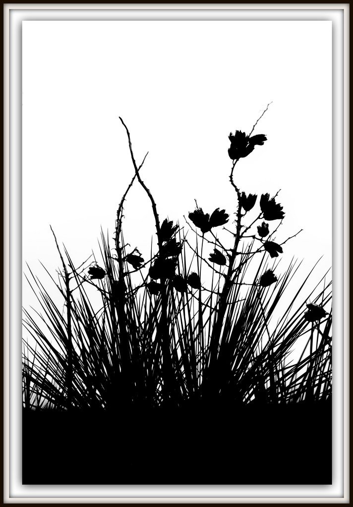 Yucca in Black by ckwiseman