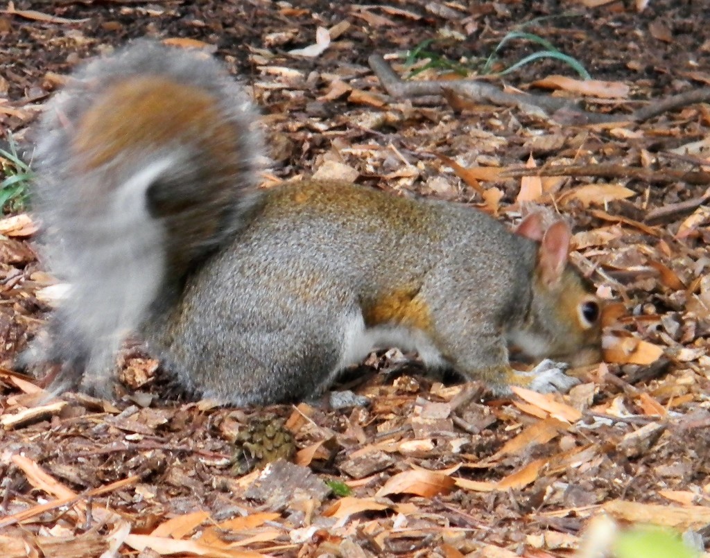 Squirrel on Ground at NC State Closeup by sfeldphotos