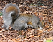 13th Jan 2017 - Squirrel on Ground at NC State Closeup