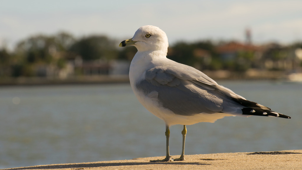 Seagull Posing for Chips! by rickster549