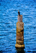16th May 2016 - little pied cormorant