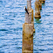 cormorants by corymbia