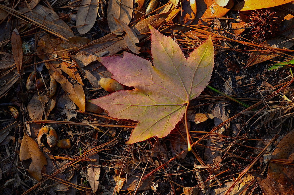 Last reminder of Autumn by congaree