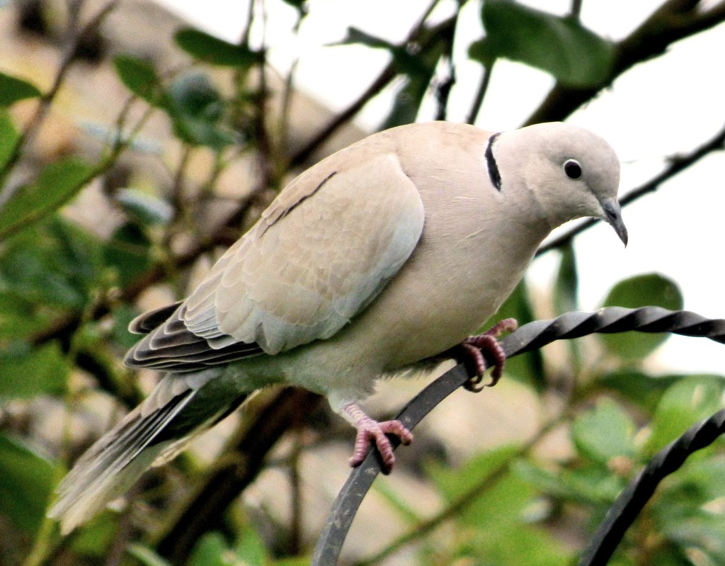 Collared Dove - Streptopelia decaocto by julienne1
