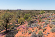 14th Jan 2017 - Uluru in the distance