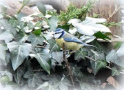 14th Jan 2017 - I can't resist the blue tits this morning