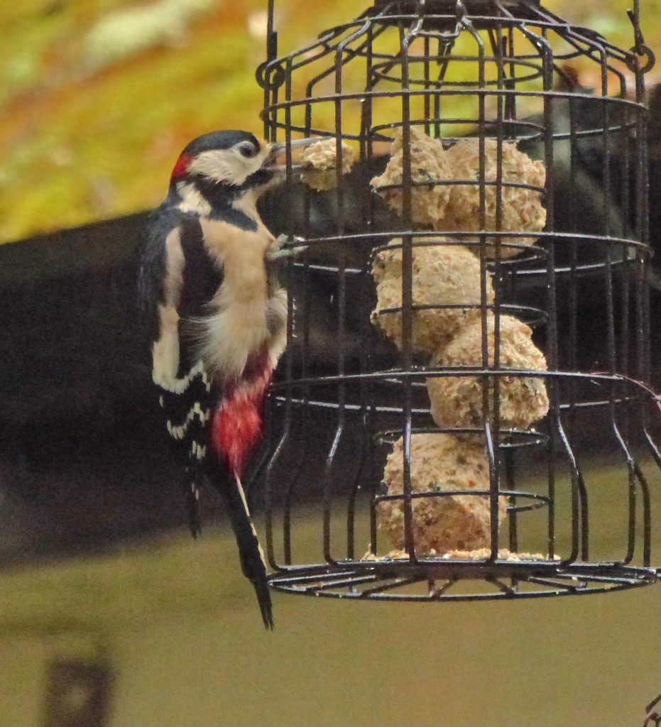  Woodpecker in the Garden 3  by susiemc