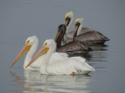 24th Dec 2016 - The Two Species of Pelican in North America