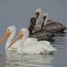 The Two Species of Pelican in North America by annepann