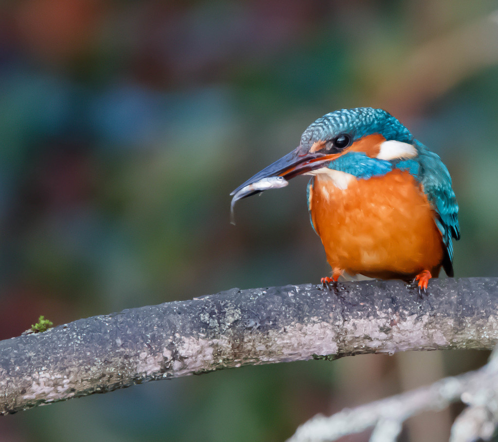 Fish with Kingfisher-yes another bird on a stick by padlock