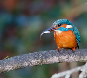 14th Jan 2017 - Fish with Kingfisher-yes another bird on a stick