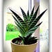 Aloe Variegata by beryl