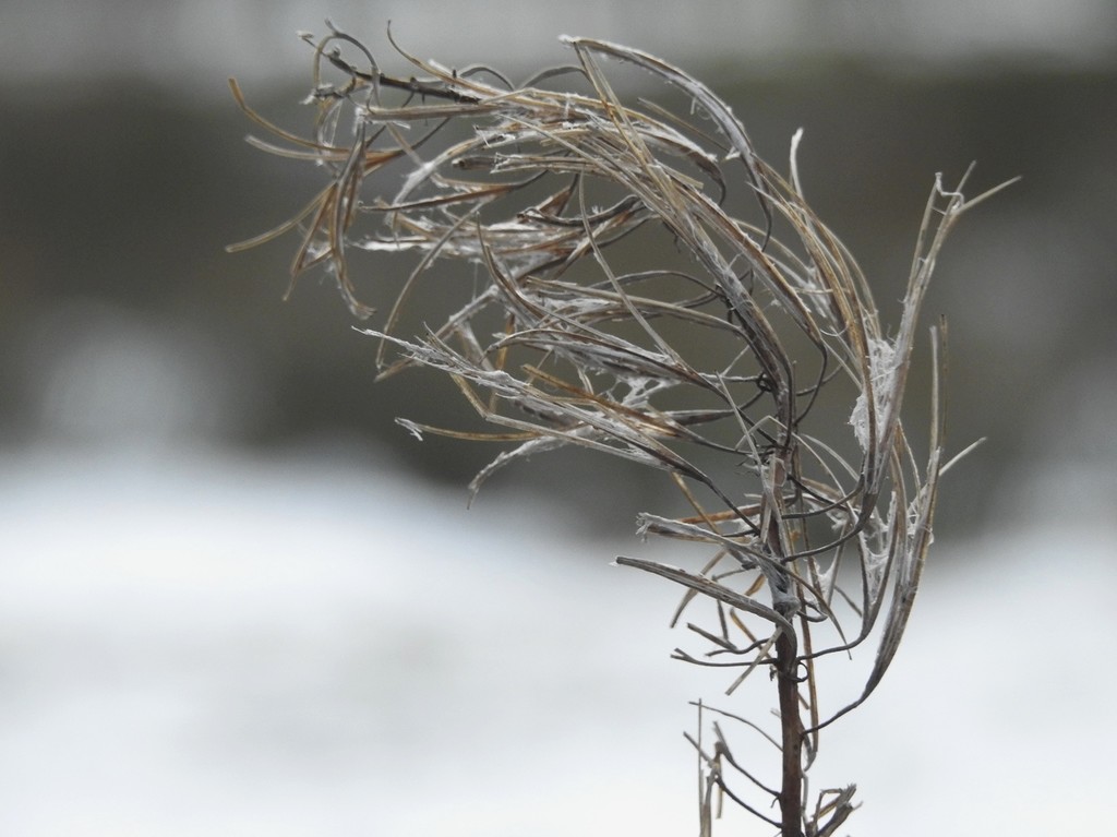 Willowherb in Winter  by roachling