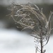 Willowherb in Winter  by roachling