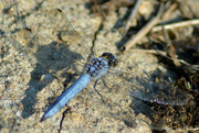 21st Aug 2016 - Blue dragonfly