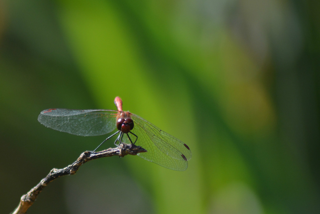 Dragonfly by fortong