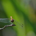 Dragonfly by fortong