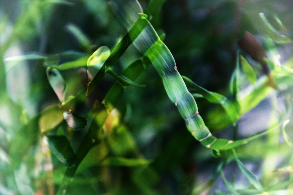 My Garden - The Ribbon Bush (Homalocladium platycladum) by annied