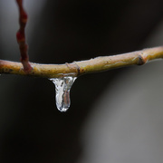 12th Jan 2017 - Ice Droplet