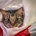 Somebody Better Let the Cat Out of the Bag! by marylandgirl58