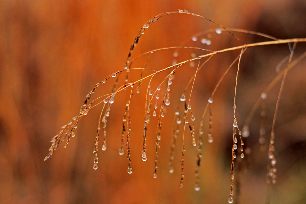 Another Foggy Morning by milaniet