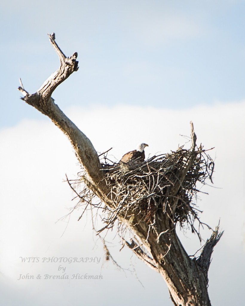 Guarding the Nest by swwoman
