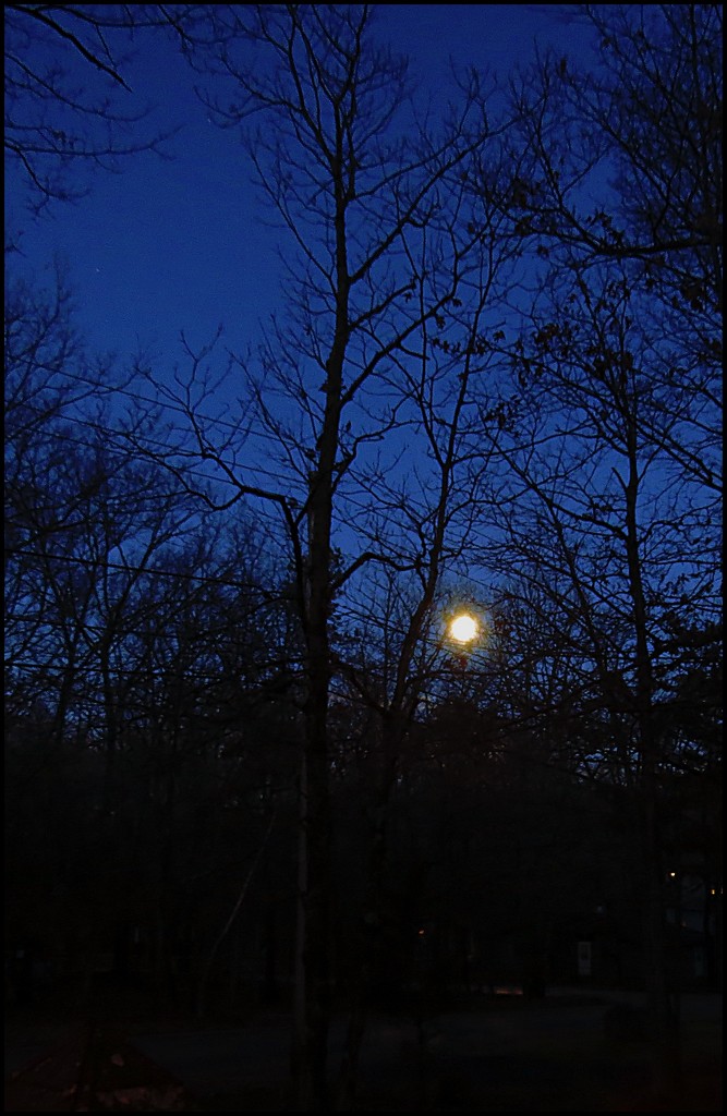 Blue Hour Full Moon by olivetreeann