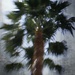 dreamy palm by blueberry1222