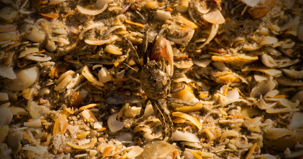 Fiddler Crab on the Coquina Wall! by rickster549