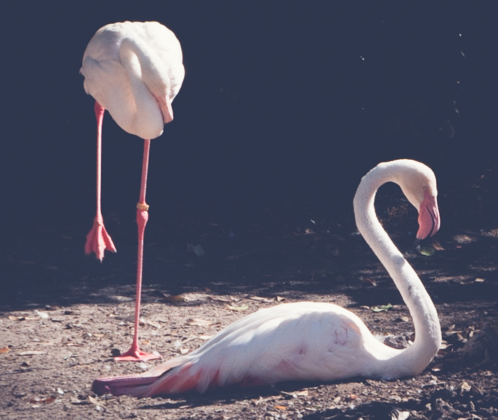 Pink flamingo by brigette
