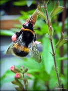 15th Jan 2017 - Bumble Bee