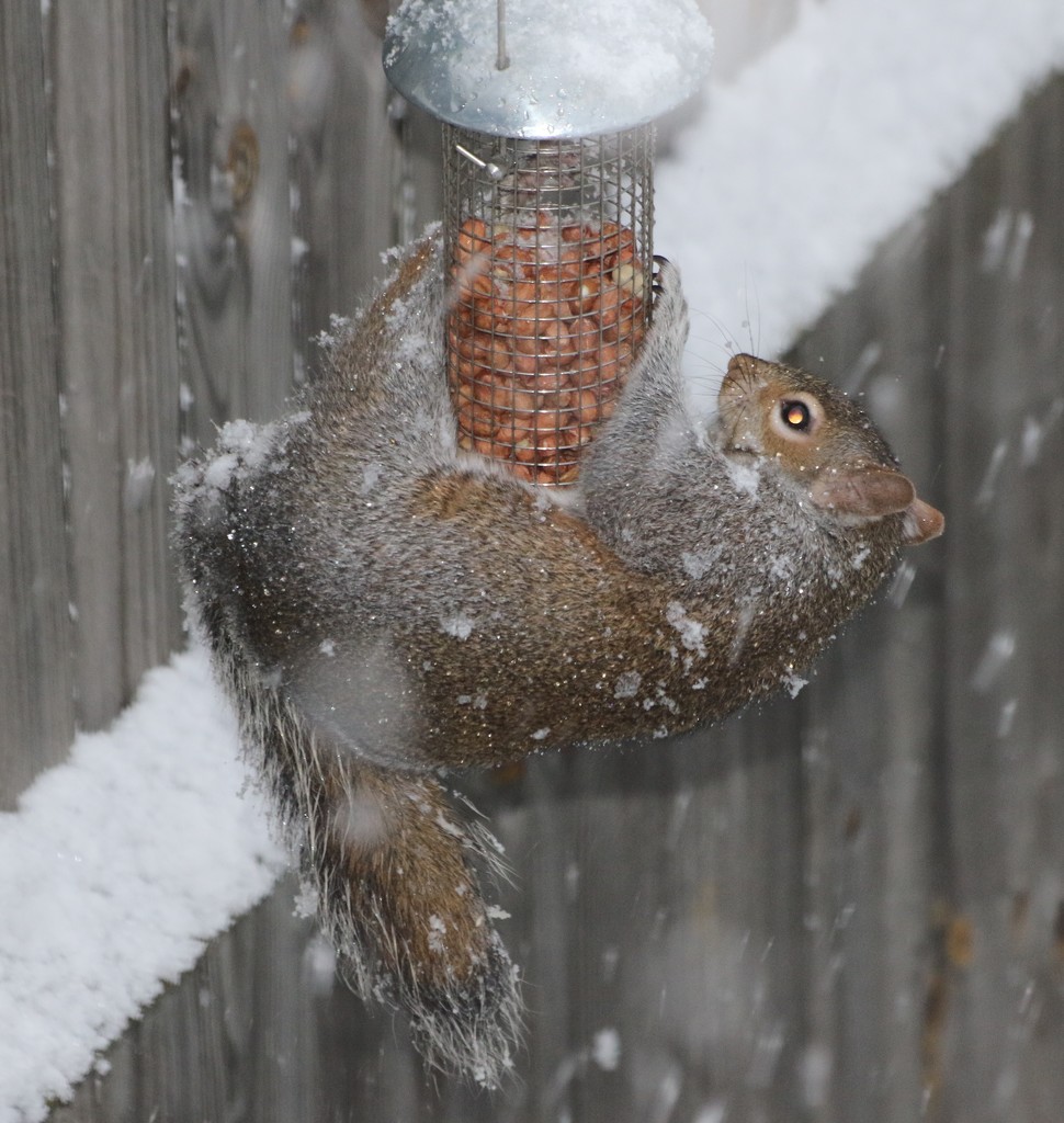 Squirrel feeding in the snow..... by anne2013