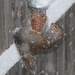 Squirrel feeding in the snow..... by anne2013