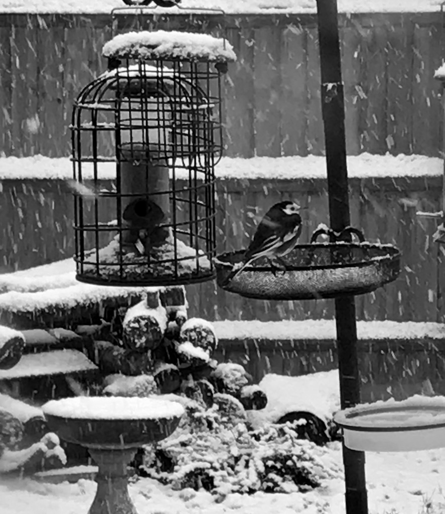 Pied Wagtail in the snow... by anne2013