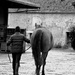 to the stable by parisouailleurs