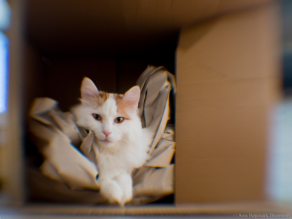 Cats and boxes by atchoo