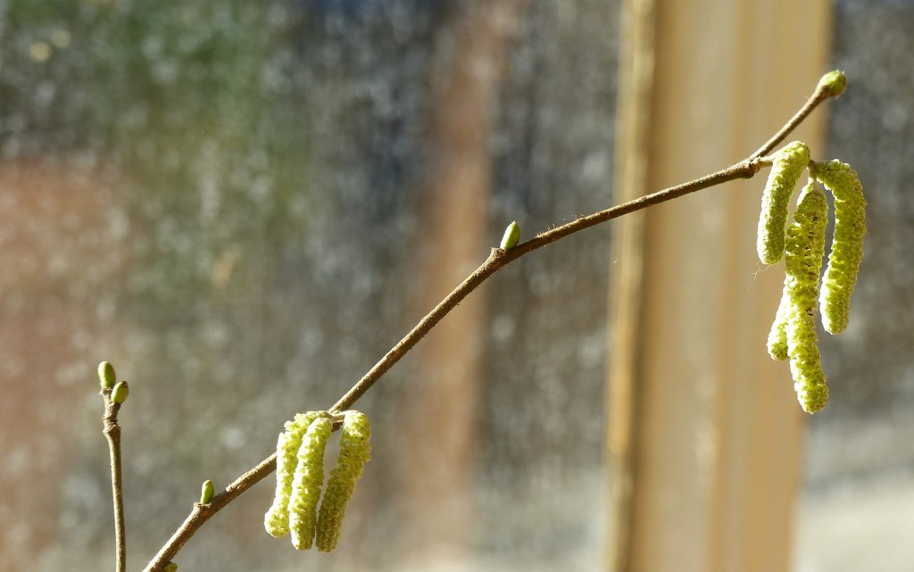 Catkins at Ickworth by g3xbm