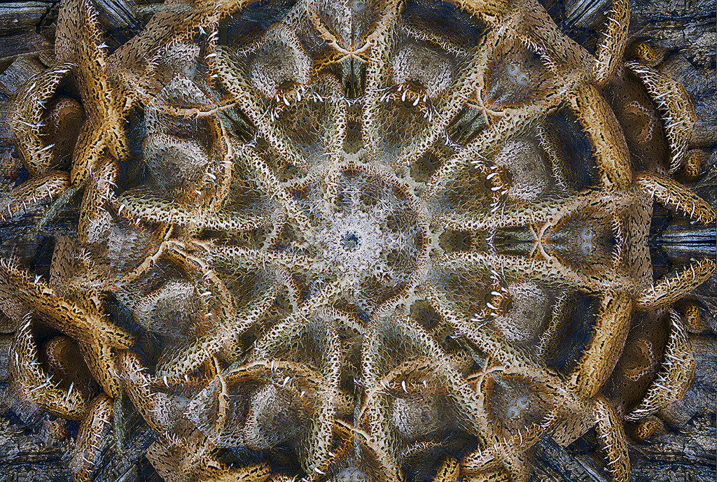 Kaleidoscope   by megpicatilly
