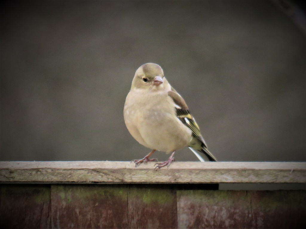 Garden Visitor - Chaffinch (Female) by phil_sandford