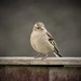 Garden Visitor - Chaffinch (Female) by phil_sandford