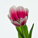 Pink tulip by elisasaeter