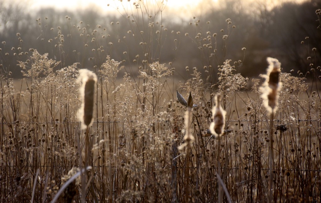 cattails and weeds by lynnz