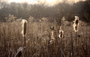 11th Jan 2017 - cattails and weeds