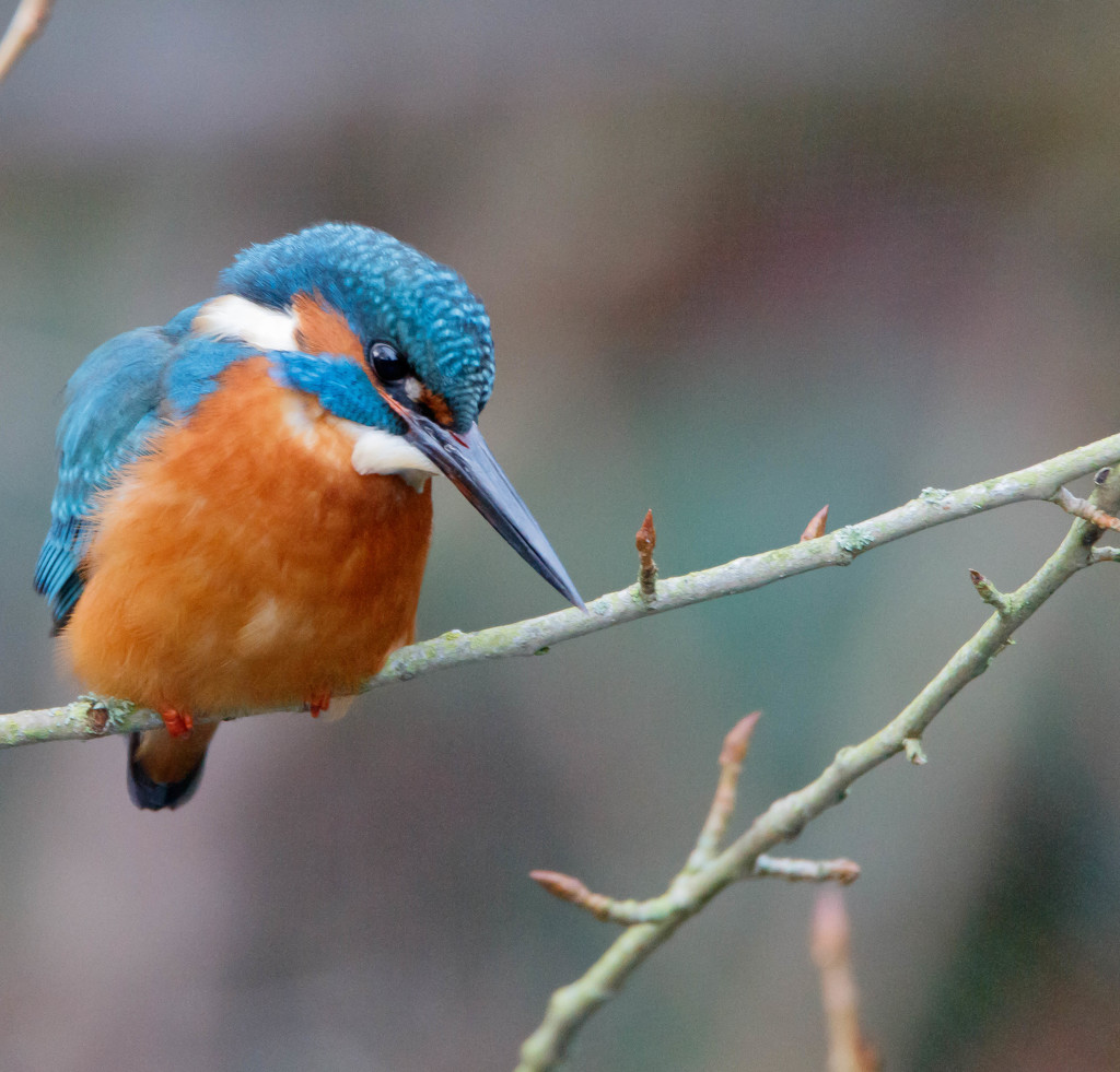 Eye of the Kingfisher by padlock