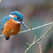 Eye of the Kingfisher by padlock