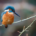 Eye of the Kingfisher version 2 by padlock