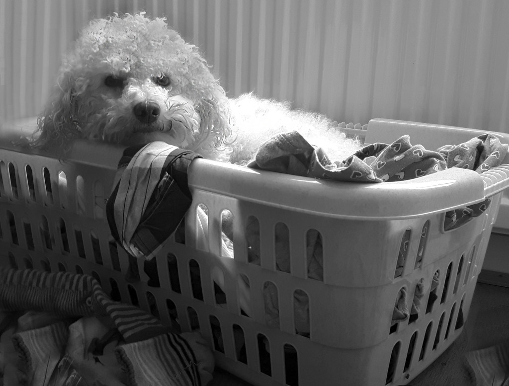Innocence on Laundry Day by jesperani