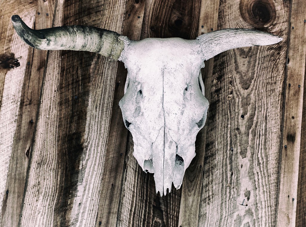 Cow's Skull by eudora